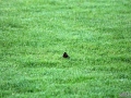 1-IMG_6126