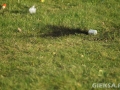 image087