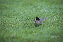IMG_0214