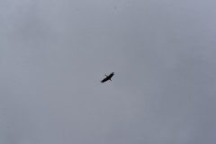 KH2_1385