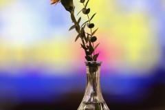 IMG_0299