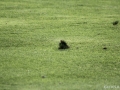 image068